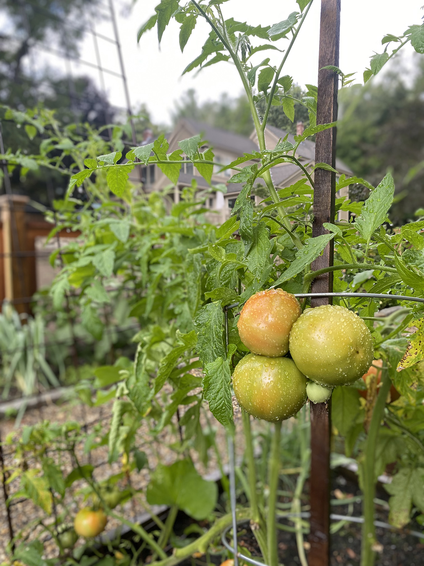 Growing-Tomatoes