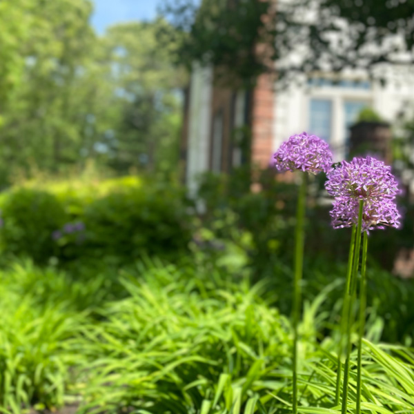 Garden-Maintenance-Newton-MA