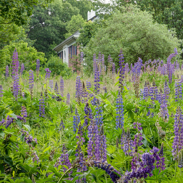 Garden-landscape-design-Wayland-MA