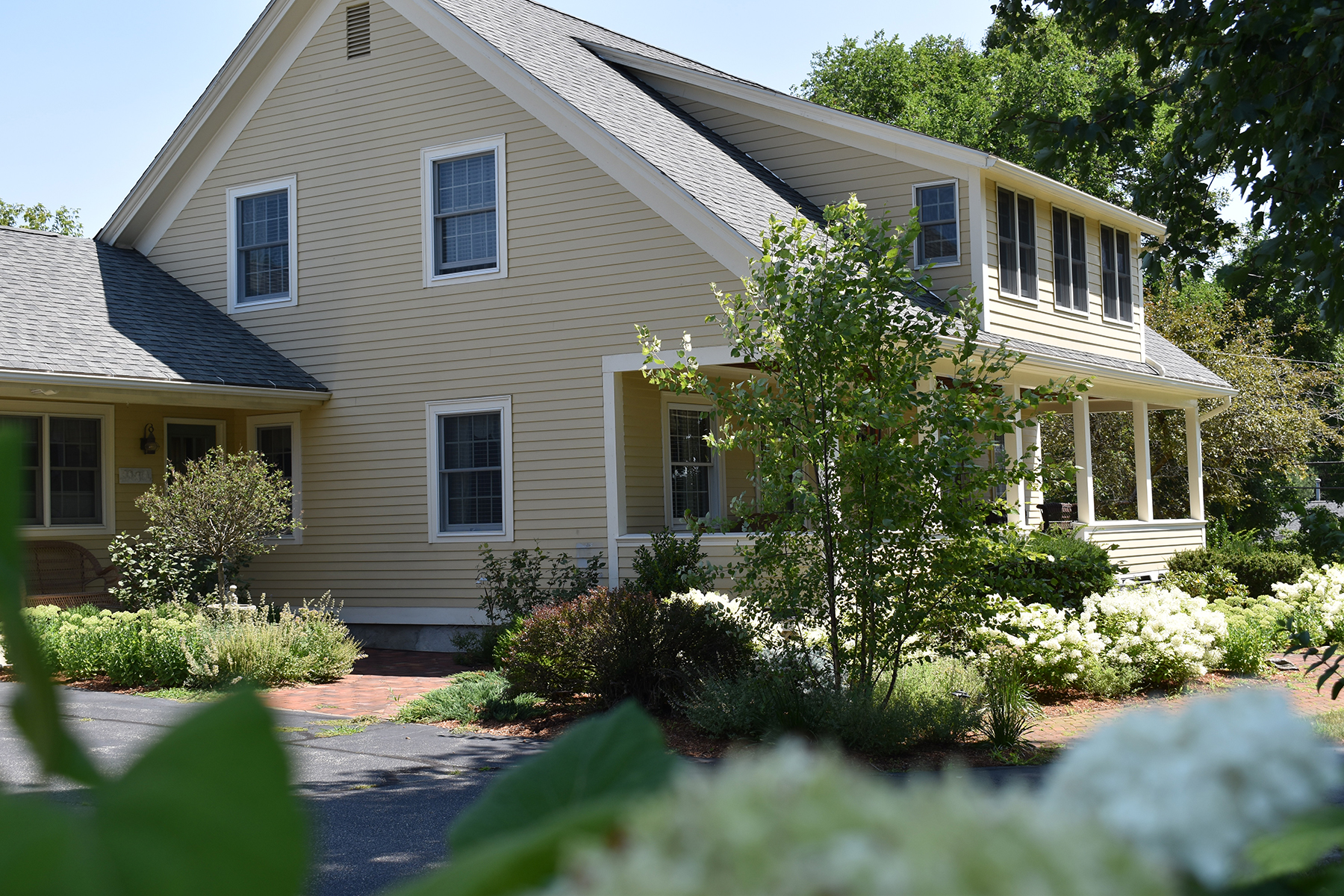 Hydrangeas-a-Plenty-Tewksbury-MA