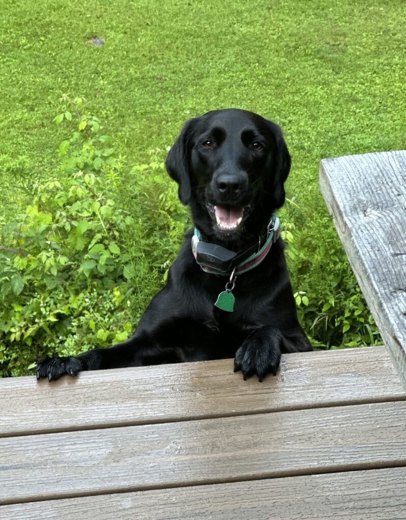 Lilly
