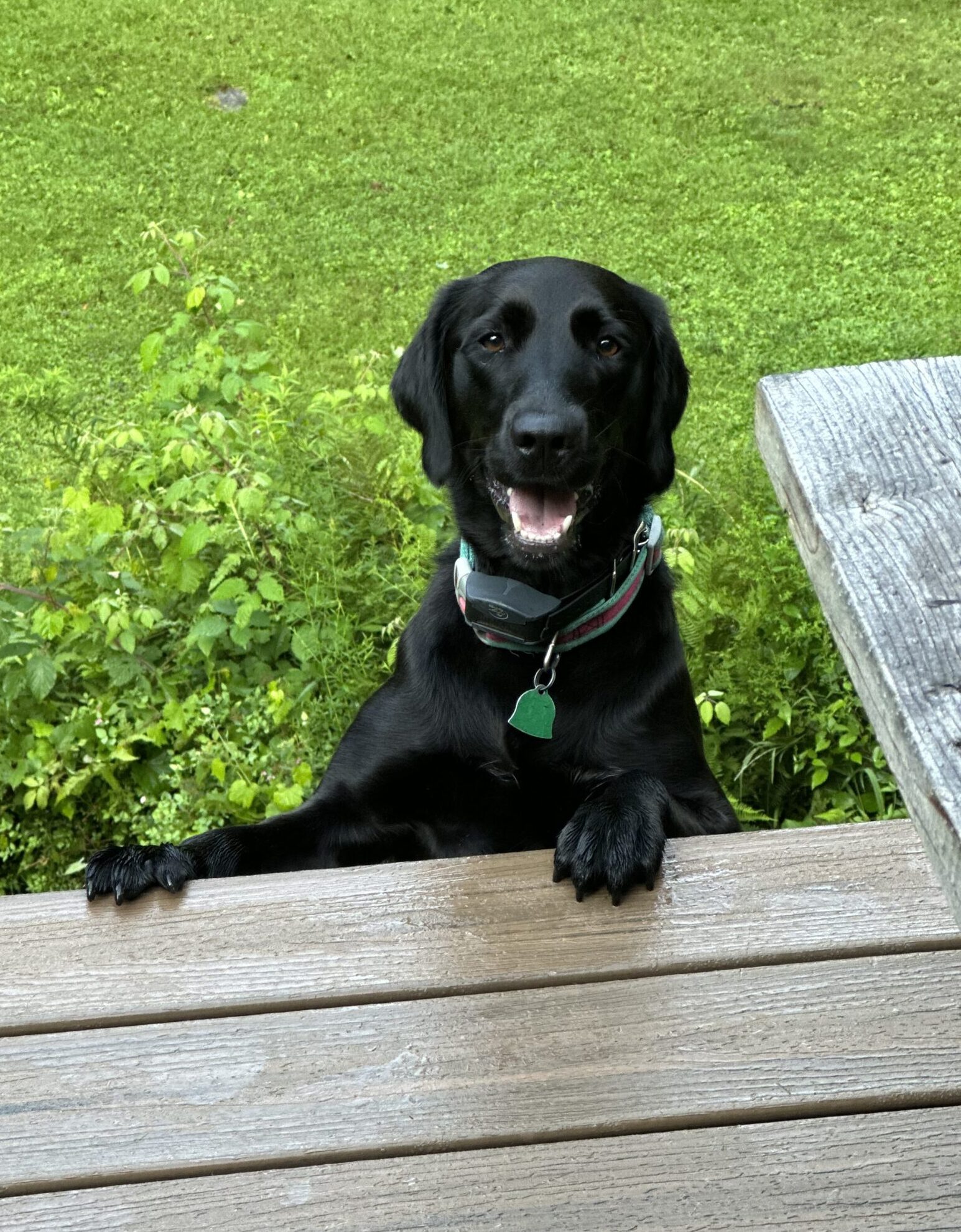 Lilly
