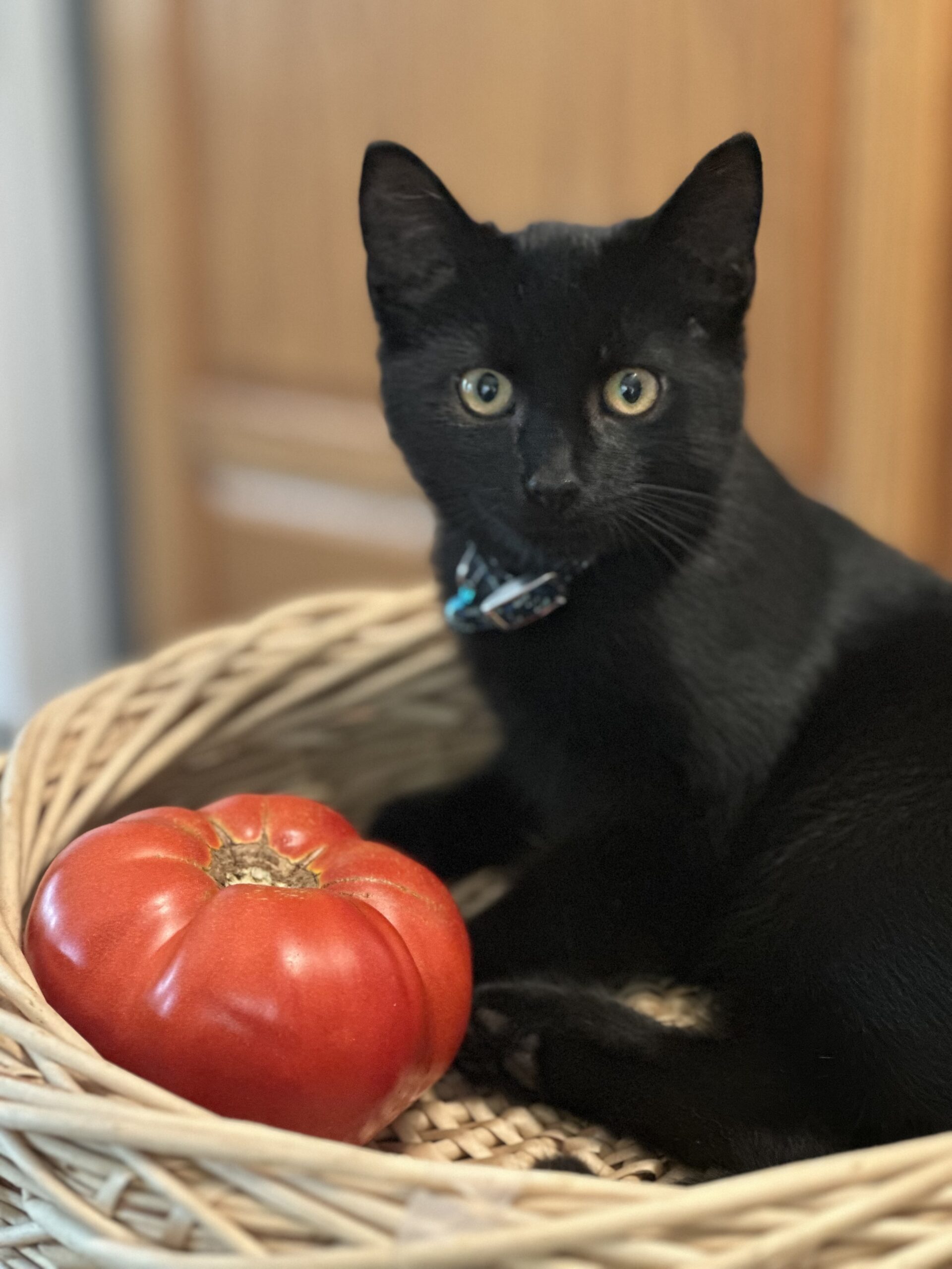 tomato